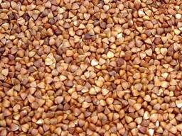 Гречневая крупа | Гречка | Опт / Возможна доставка