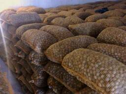 Грецкий орех в скорлупе