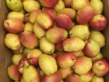 Груша Киргизская зимняя - фото 2