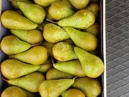 Груша Конференция