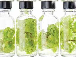 Хмелевые масла для пивоварения