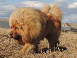 Собачьи царь! Собака похожая на льва! Тибетский мастиф!