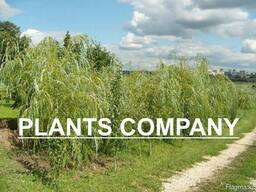 Ива плакучая обыкновенная саженцы лиственные деревья