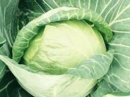 Капуста 2019 года. whatsapp