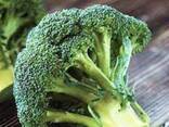 Капуста Брокколи 2025 из Узбекистана - фото 2