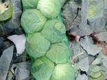 Капуста молодая белокочанная - фото 1