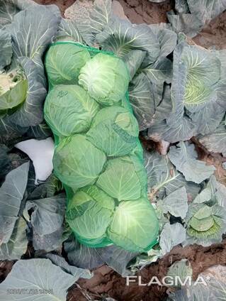 Капуста молодая белокочанная