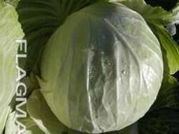 Капуста оптом