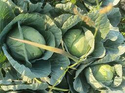 Капуста с поле оптом