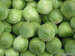 Капуста (сорта Римма, Пандион, Ринда, Чемп)