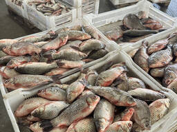 Карась свежемороженый оптом, самовывоз