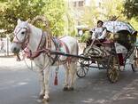 Карета в алматы - photo 2