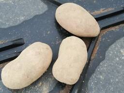 Картофель РБ