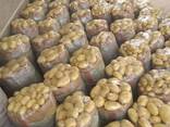 Картофель - фото 5