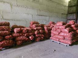 Картофель сорт Гала