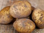 Продам картофель - фото 2