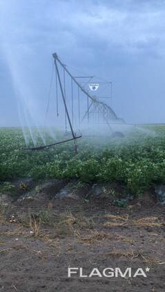 Картофель Гала