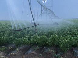 Картофель Гала