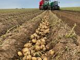 Картофель сорта Аризона оптом от Производителя. - фото 2
