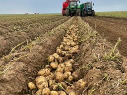 Картофель Гала оптом от Производителя.