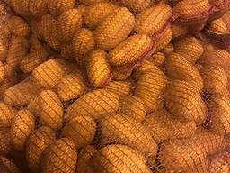 Картофель - идеал - 30.000т