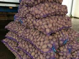 Картофель из Беларуси экспорт