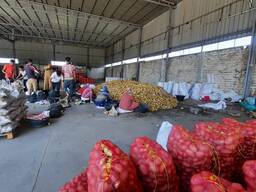 Картофель из Египта со склада