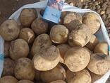 Картофель крупный Оптом - фото 1