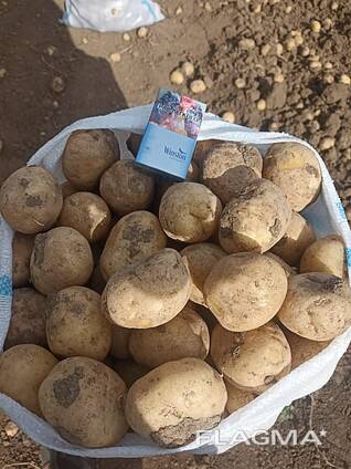 Картофель крупный Оптом