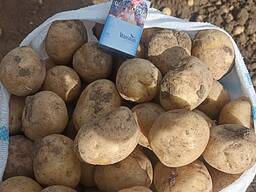 Картофель крупный Оптом