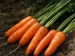 Картофель, морковь, зерновые