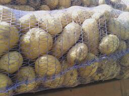 Картофель новый урожай 2019