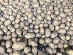 Картофель Оптом