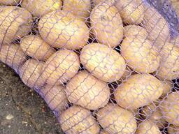 Картофель оптом