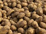 Картофель оптом - фото 1