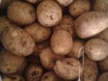 Картофель оптом - фото 3