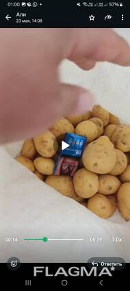 КАРТОФЕЛЬ. МОРКОВЬ. КАПУСТА