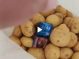 КАРТОФЕЛЬ. МОРКОВЬ. КАПУСТА