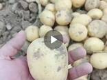 КАРТОФЕЛЬ НА ЭКСПОРТ - photo 1