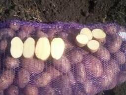 Картофель оптом от крестьянского хозяйства, Бриз 5