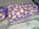 Картофель оптом от крестьянского хозяйства, Бриз 5 - фото 1