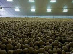 Картошка оптом