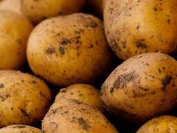 Картофель оптом в Туркменистане