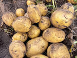 Картофель Павлодар урожай 2024 - фото 1
