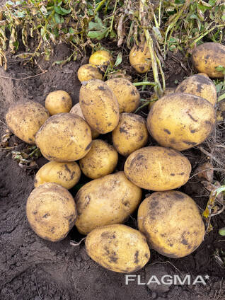 Картофель Павлодар урожай 2024