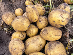 Картофель Павлодар урожай 2024