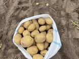 Картофель Павлодар урожай 2024 - photo 2