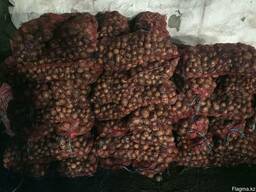 Картофель продам оптом