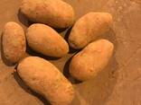 Картофель продовольственный, 70.000т - фото 2