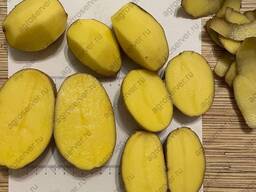 Картофель продовольственный, картофель для картофеля фри.